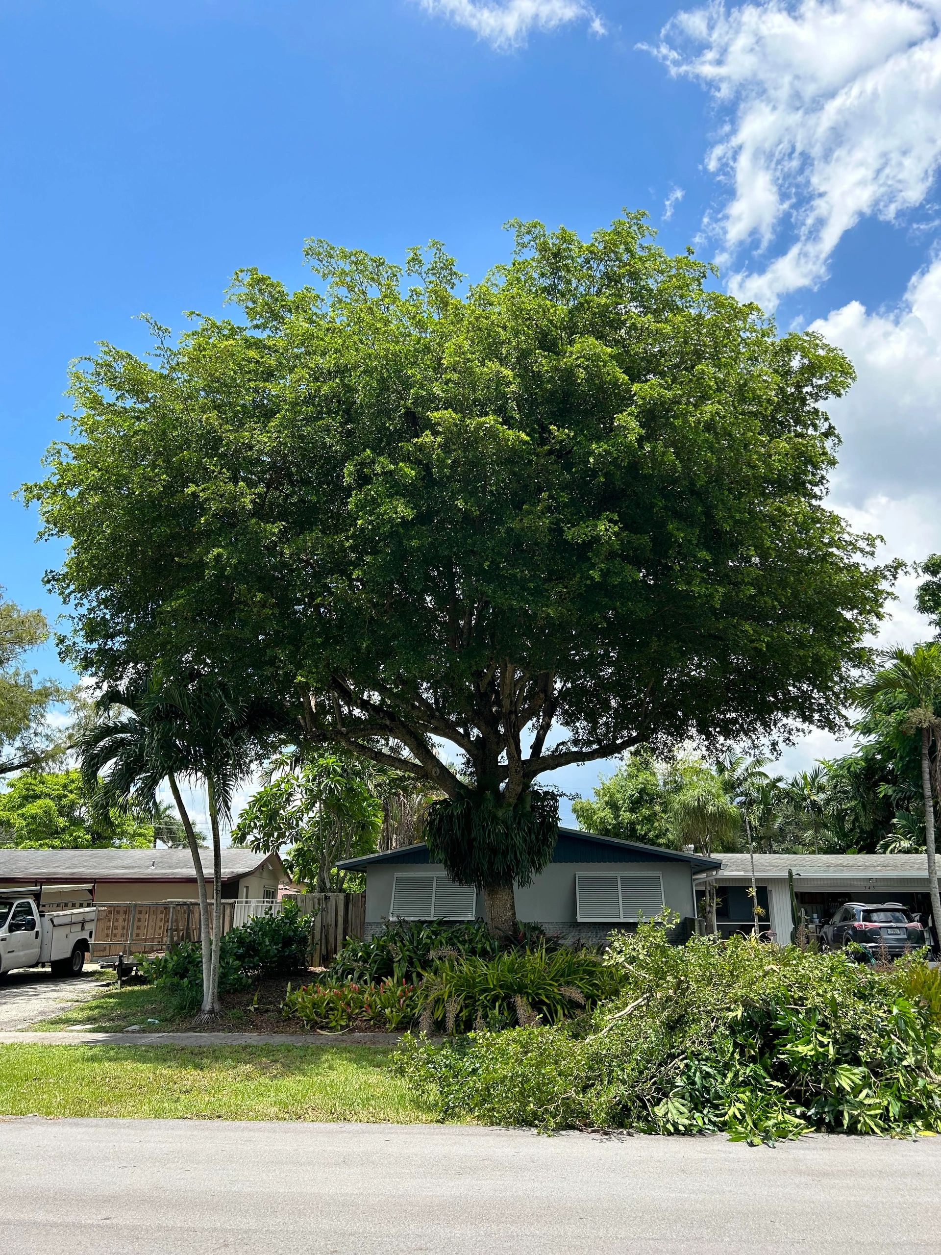 Monty Tree Service arborist working high in a sunlit Florida shade tree