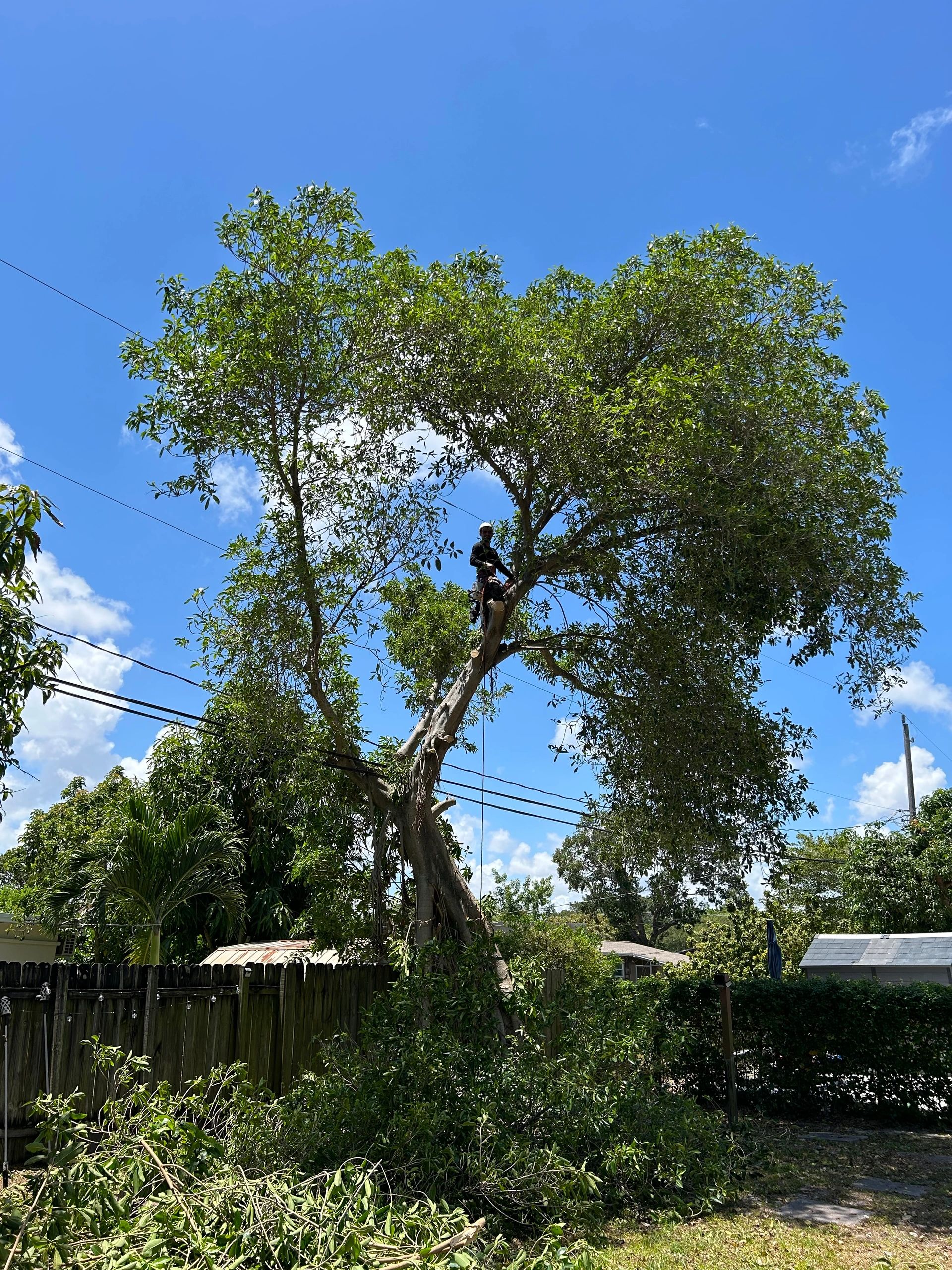 Crew clearing tree limbs away from power wires